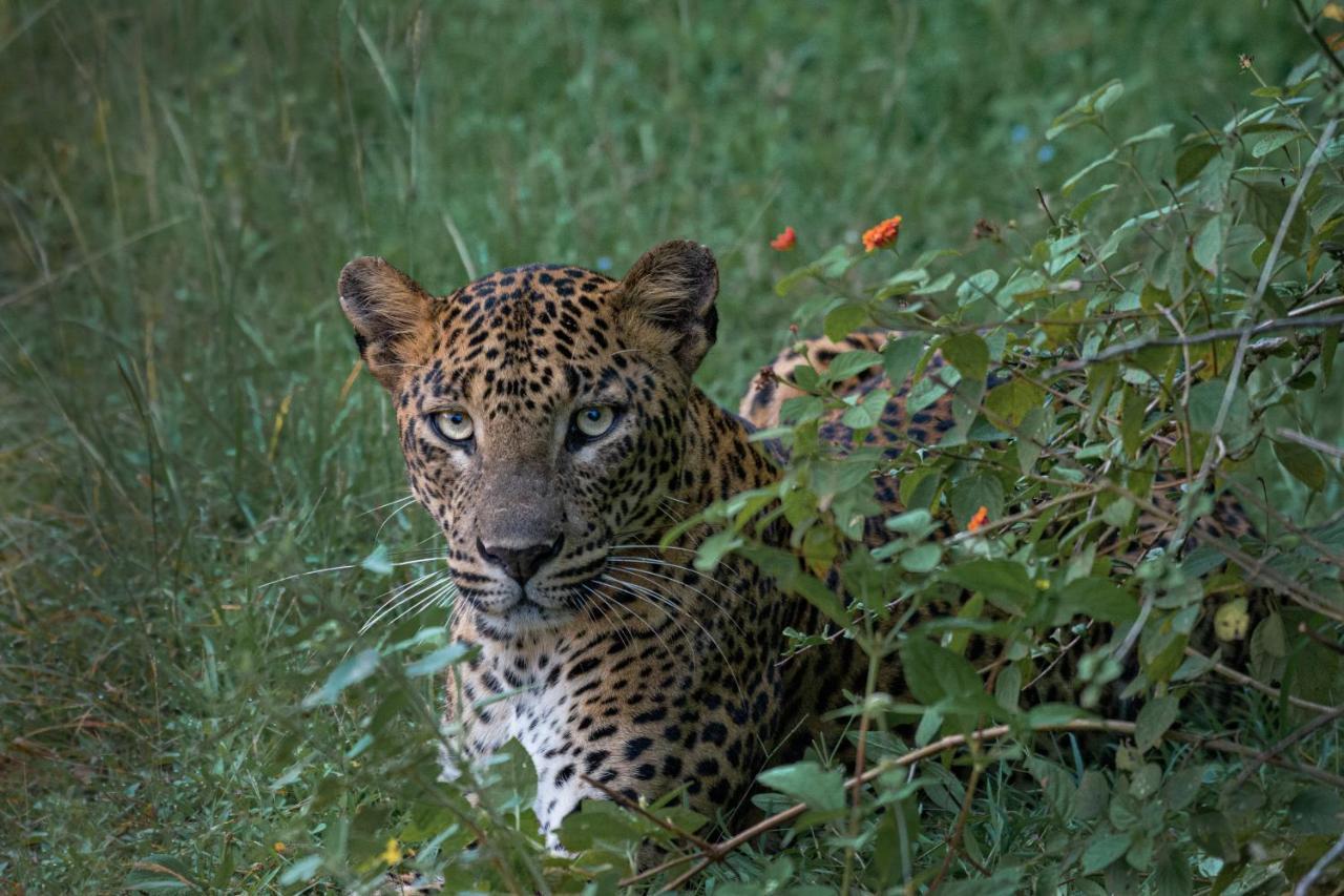 Funky Leopard Safari Lodge Bordering Yala National Park กตรคาม ภายนอก รูปภาพ